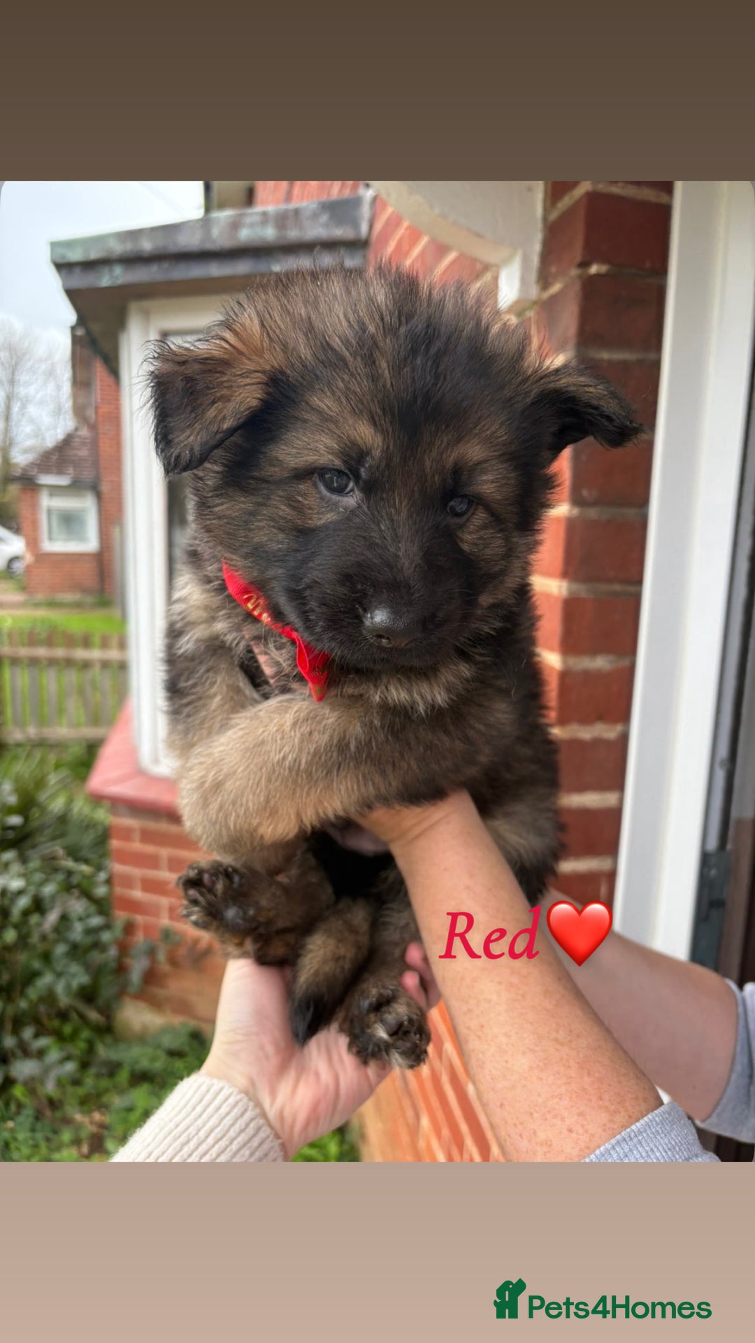 German Shepherd dogs for sale: Pedigree German Shepherd Puppies - Advert 8