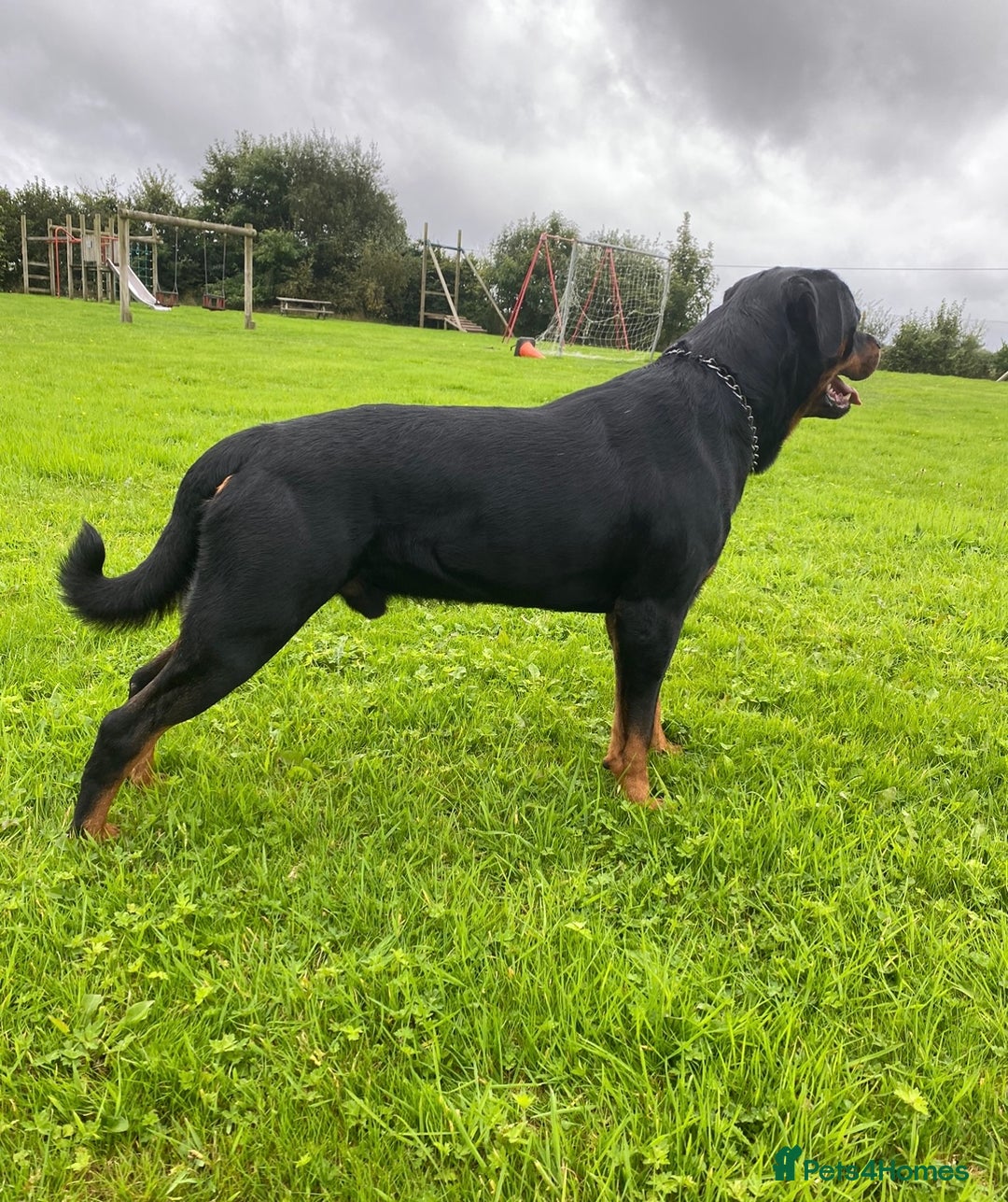 Rottweiler dogs for stud: Proven handsome ADRK KC registered Rottweiler  in Milford Haven - Image 4
