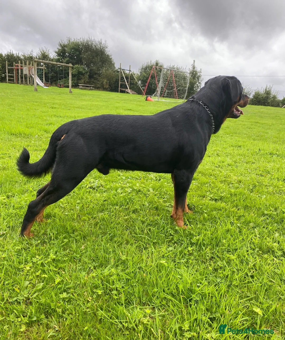 Rottweiler dogs for stud: Proven handsome ADRK KC registered Rottweiler  in Milford Haven - Advert 4