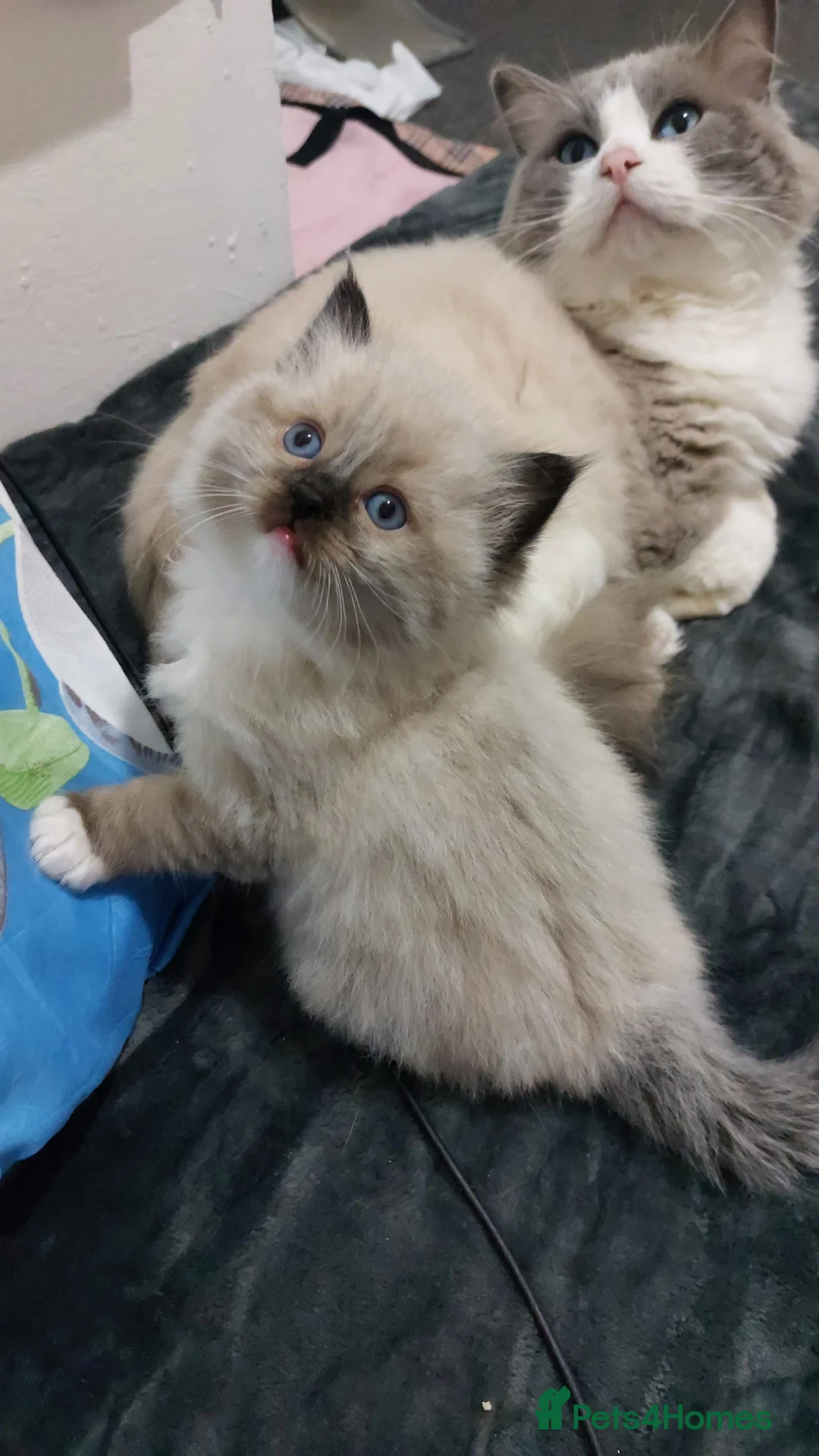 Ragdoll cats for sale: Two gorgeous rag dolls Girl and boy 😺😸 in Leicester - Advert 13