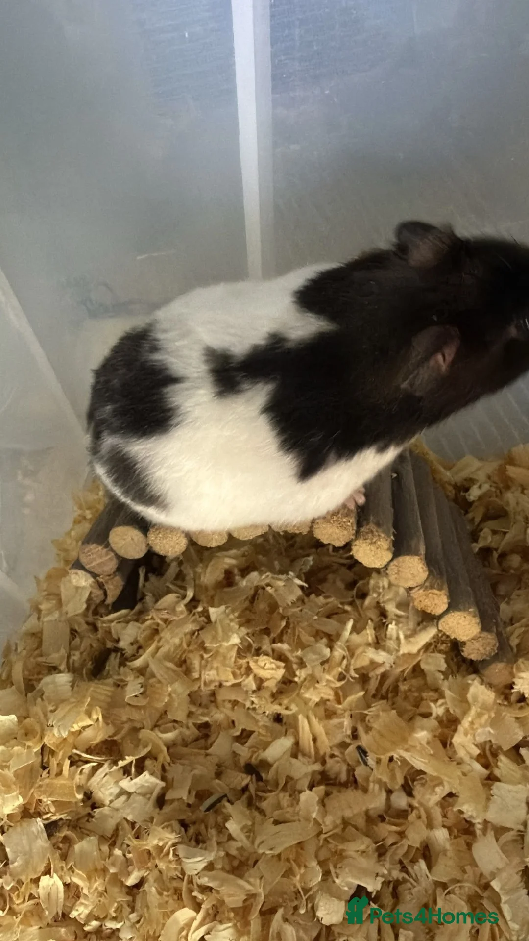 Hamster rodents for sale: Female Syrian Hamster  - Advert 2