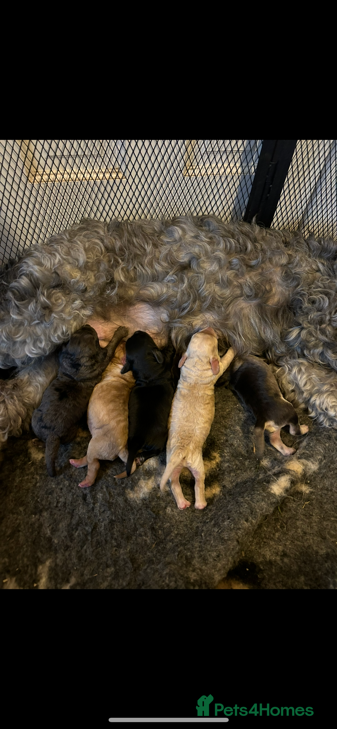 Cockapoo dogs for sale: F2 Cockapoo puppies for sale  - Image 10