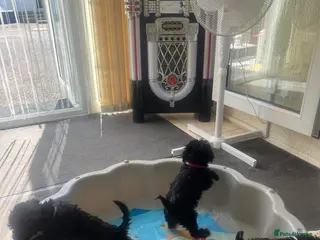 Miniature Schnauzer dogs 🐾🐶Adorable Cavaschnauzer Pups 🐶🐾 - Advert 4