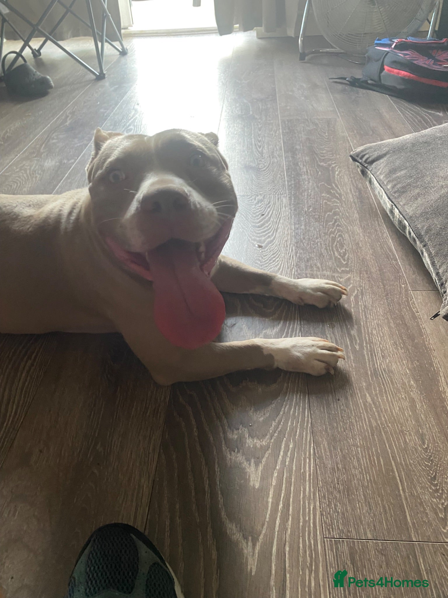 American Bully dogs Beautiful lilac girl - Advert 9