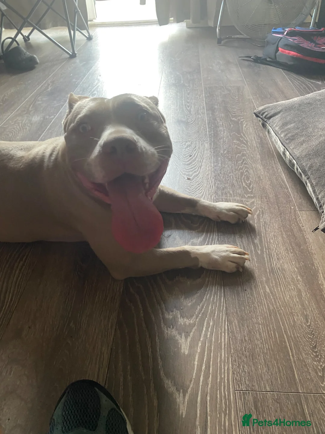 American Bully dogs for sale: Beautiful lilac girl in Eastleigh - Advert 1