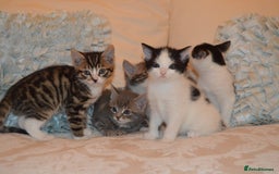 Mixed Breed cats for sale: 6 Adorable Playful Kittens for Sale - Image 22