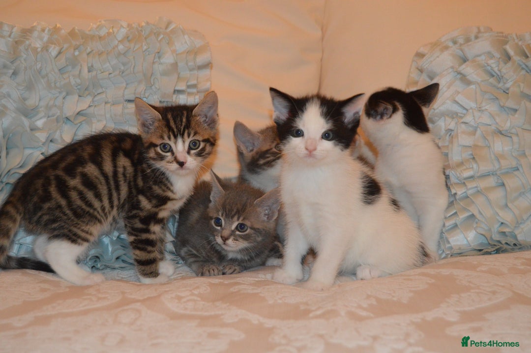 Mixed Breed cats for sale: 6 Adorable Playful Kittens for Sale - Image 22