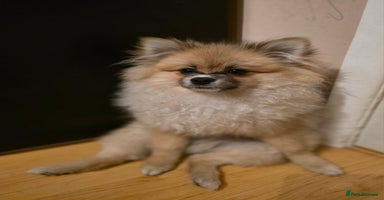 Pomeranian dogs - Advert 2