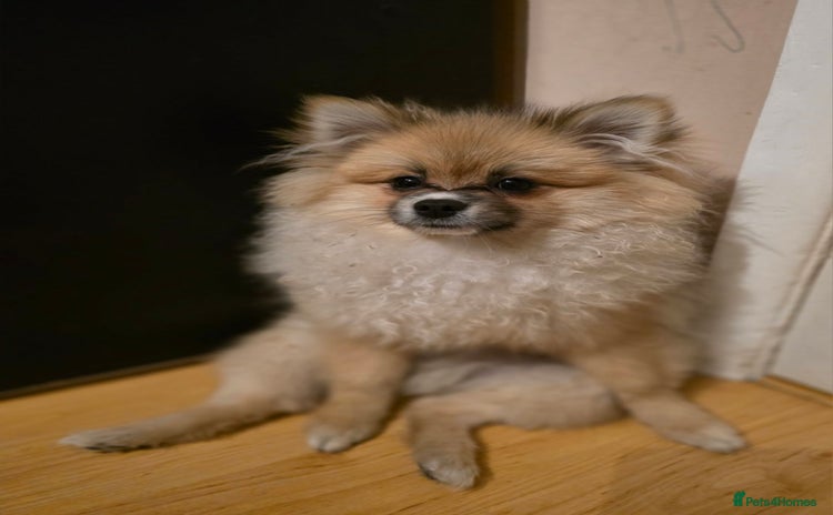 Pomeranian dogs - Advert 1