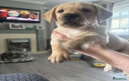 Labrador Retriever dogs for sale: Labrador puppy with papers  - Image 9