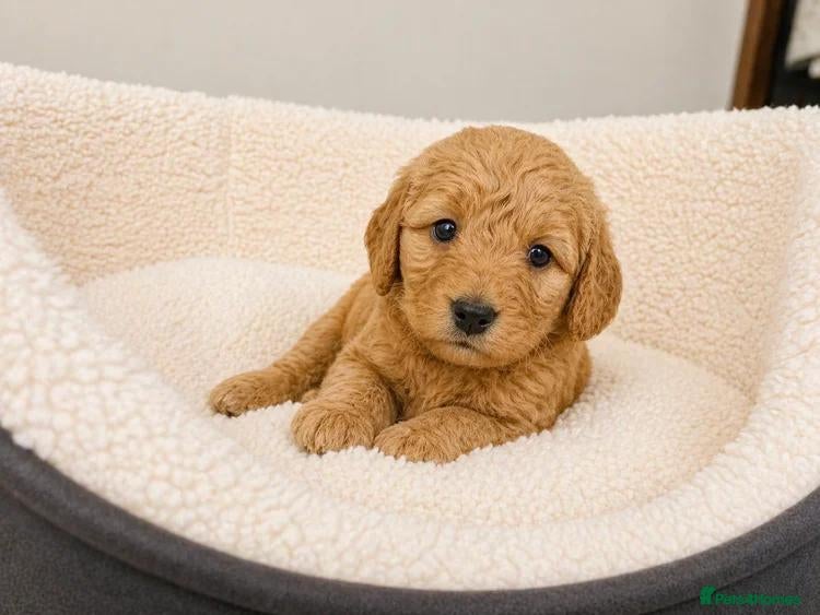 Labradoodle dogs 🐾 12 Beautiful F1b Labradoodle Puppies 🐾 - Advert 1