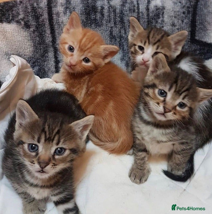 Mixed Breed cats Kittens ready now   (8 weeks old) - Advert 1