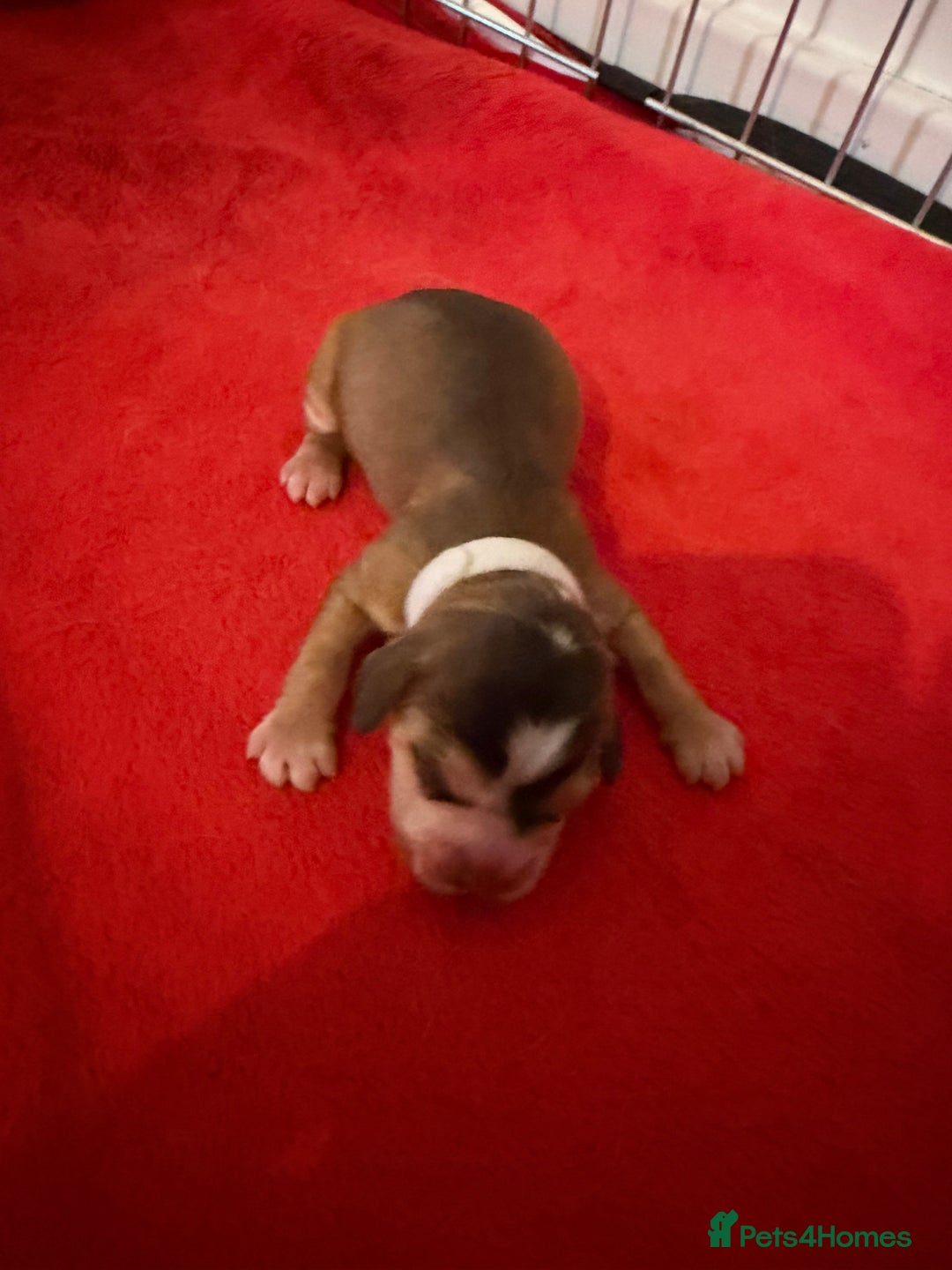 Cocker Spaniel dogs for sale: Showtype Cocker spaniel pups KC registered  - Advert 39