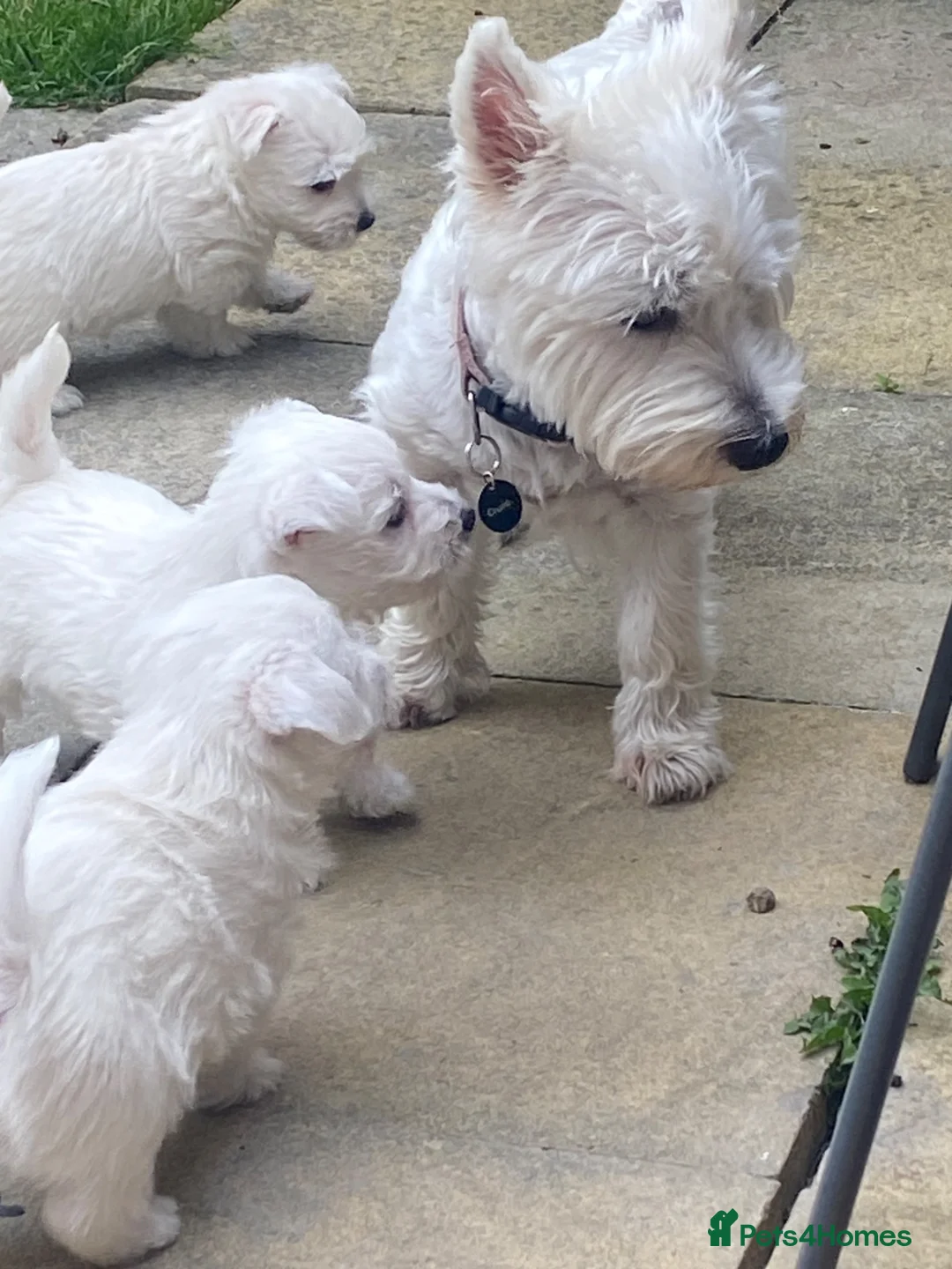 West Highland Terrier dogs for sale: Beautiful West Highlsnd White Terrier Puppies- - Advert 1