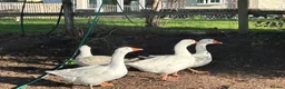 Geese poultry for sale: Female geese - Advert 1