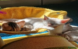 Bengal cats for sale: TICA Family-raised Bengal Kittens Vet Checked - Image 14