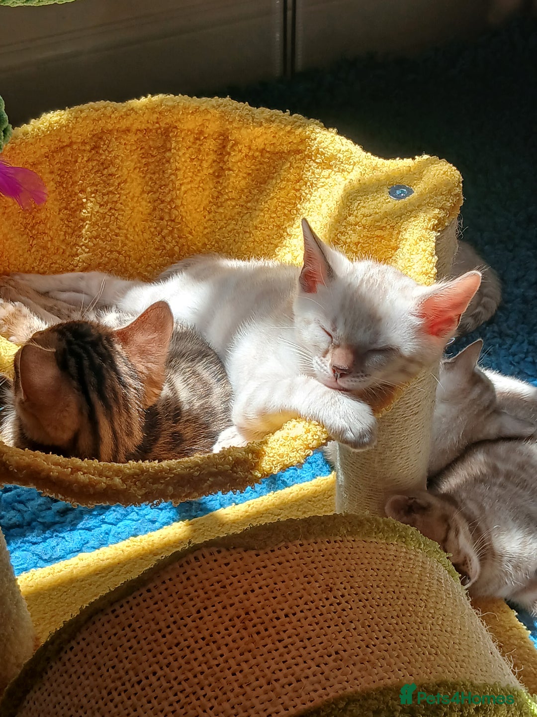 Bengal cats for sale: TICA Family-raised Bengal Kittens Vet Checked - Image 14