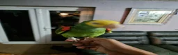 Parrots birds for sale: Double yellow headed amazon - Advert 10