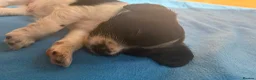 Cocker Spaniel dogs for sale: cocker spaniels pups great family pets!   in Gatwick - Advert 11