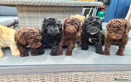 Toy Poodle dogs for stud: PRA Clear,Kc reg,proven toy poodle in Manchester - Image 22