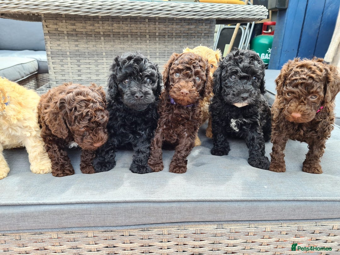 Toy Poodle dogs for stud: PRA Clear,Kc reg,proven toy poodle in Manchester - Image 22