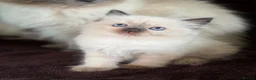 Ragdoll cats for sale: Beautiful Seal Point Kittens - Advert 12