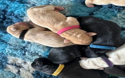 Labrador Retriever dogs for sale: Family bred Labradors ready October 28th  - Image 5