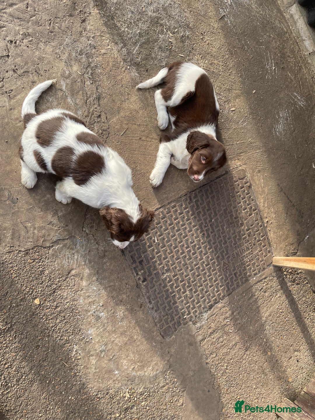 English Springer Spaniel dogs for sale: Gorgeous springer spaniel puppies  - Advert 6