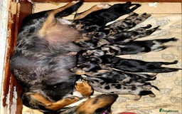 Miniature Dachshund dogs for sale: Miniature dachshund puppies  - Image 9