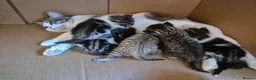 Mixed Breed cats for sale: 4 playful kittens for sale in Ilkeston - Advert 1
