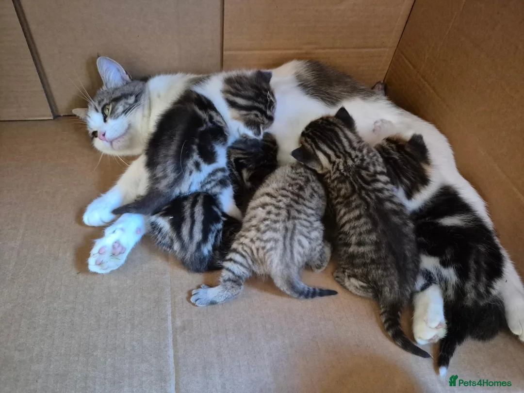 Mixed Breed cats for sale: 4 playful kittens for sale in Ilkeston - Advert 1