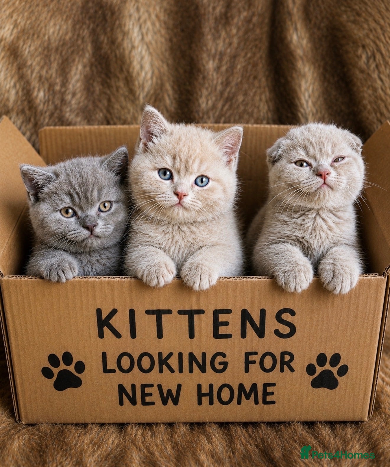 British Shorthair cats 🐾 Stunning British Shorthair Kittens  - Advert 2