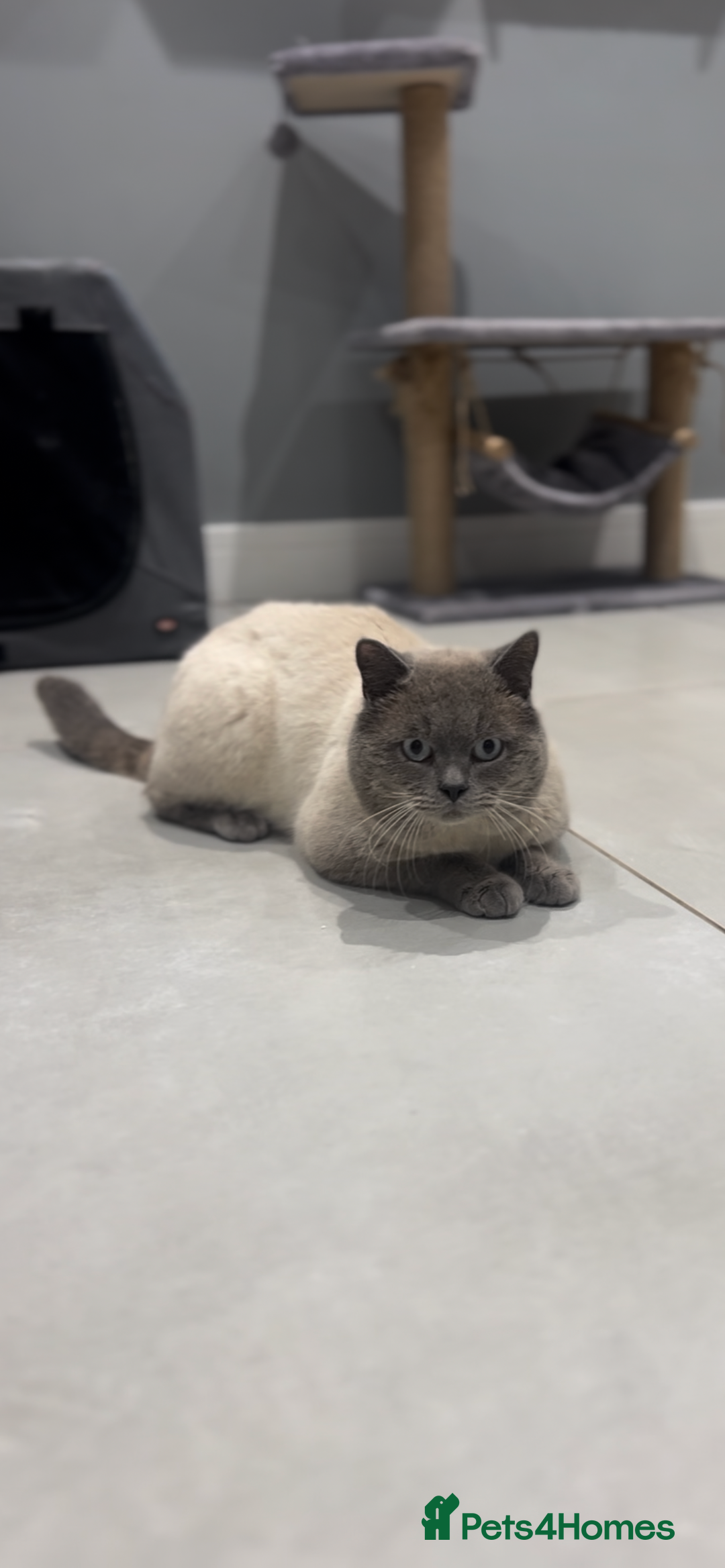 British Shorthair cats for stud: GCCF ACTIVE COLOURPOINT STUD in Ingatestone - Advert 9