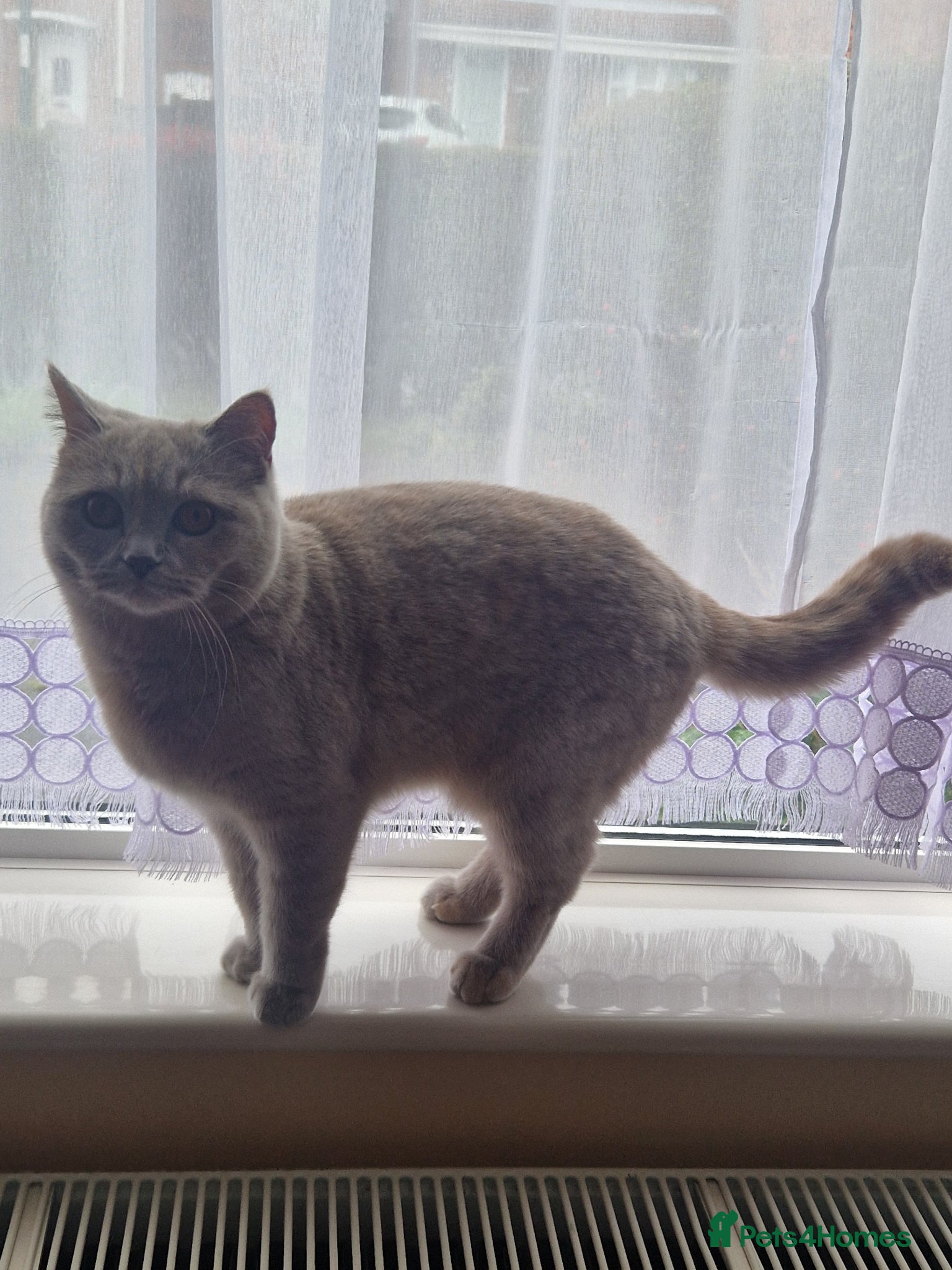 Scottish Fold cats for sale: Scottish kittens blue fold and straight boy, girl in Nottingham - Advert 29