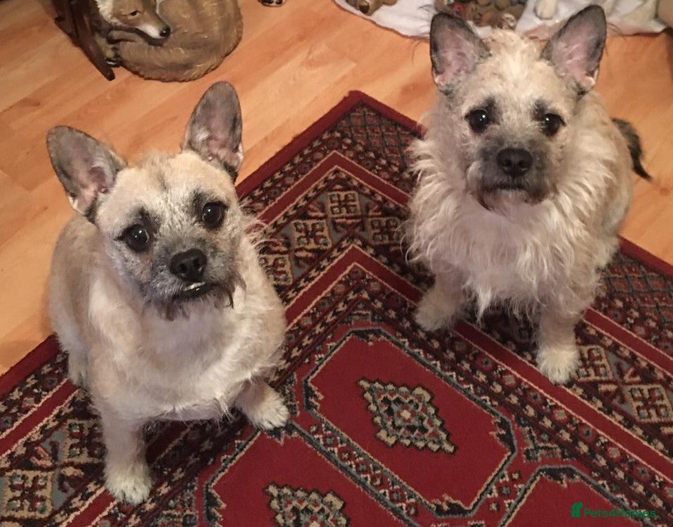 Mixed Breed dogs Brothers for sale - Advert 4