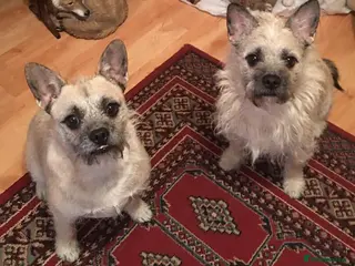 Mixed Breed dogs Brothers for sale - Advert 13