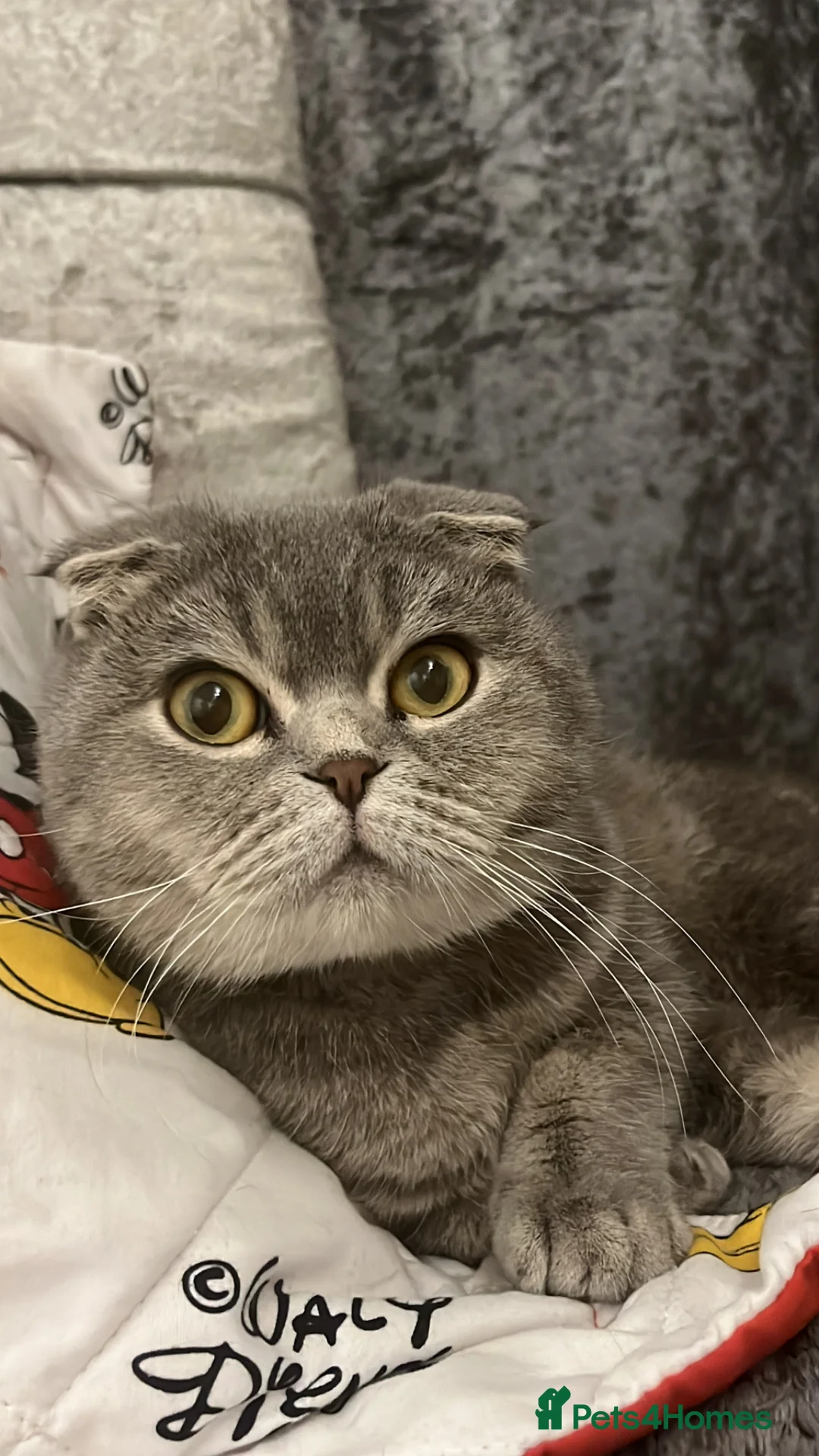 Scottish Fold cats for sale: Scottish fold kittens  - Advert 1