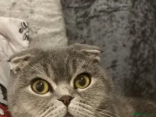 Scottish Fold cats Scottish fold kittens - Advert 5