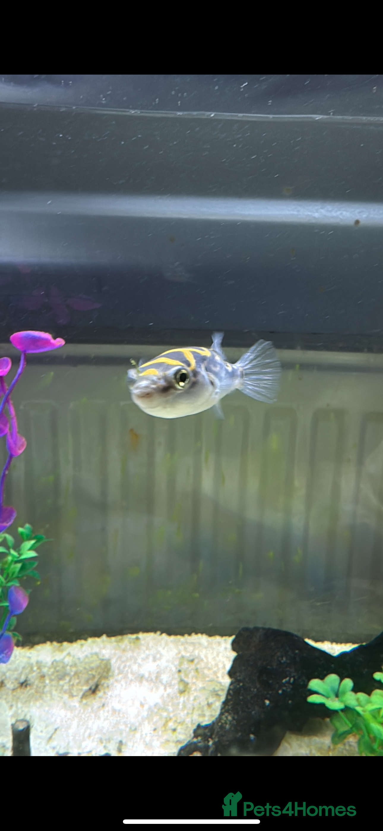 Pufferfish fish 3 figure 8 puffer fish for sale all 3 for £30 - Advert 3