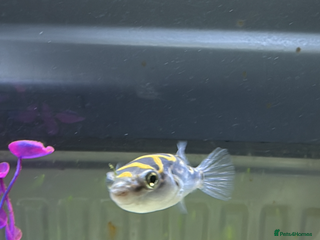 Pufferfish fish 3 figure 8 puffer fish for sale all 3 for £25 - Advert 12