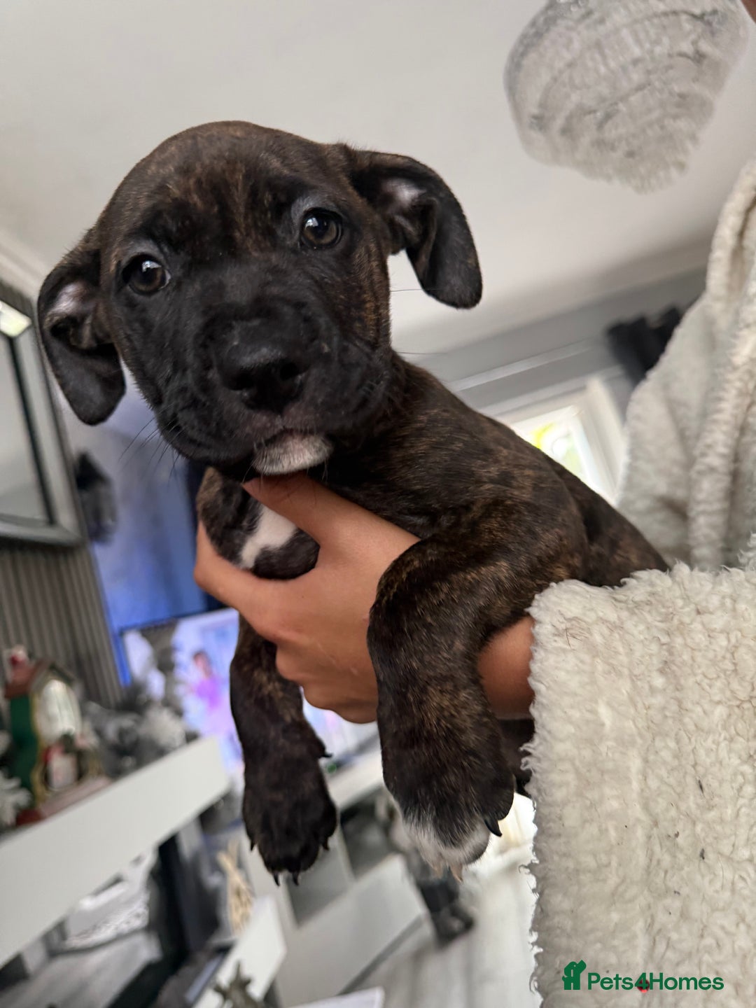 Mixed Breed dogs for sale: 2 beautiful little girls cane corse/ staff - Advert 3