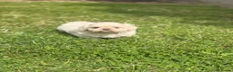 Shih Tzu dogs for sale: Stunning shihtzus  - Advert 15