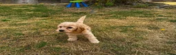 Cockapoo dogs for sale: Cockapoo puppies in Barnet - Advert 4