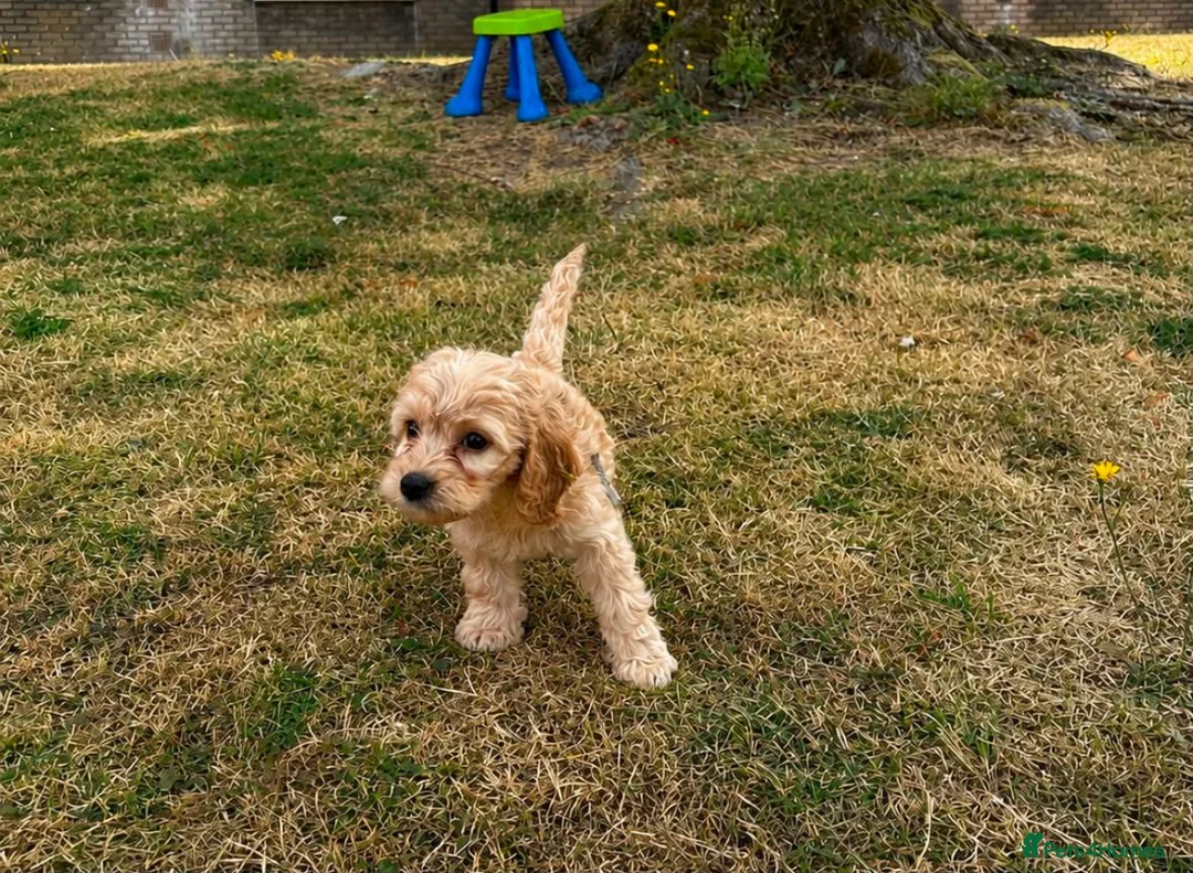 Cockapoo dogs for sale: Cockapoo puppies in Barnet - Advert 4