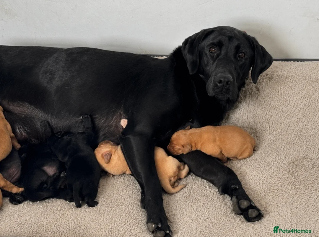 Labrador Retriever dogs for sale: KC Labradors, Black & Fox Red  - Advert 1