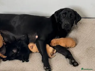 Labrador Retriever dogs for sale: KC Labradors, Black & Fox Red - Advert 1