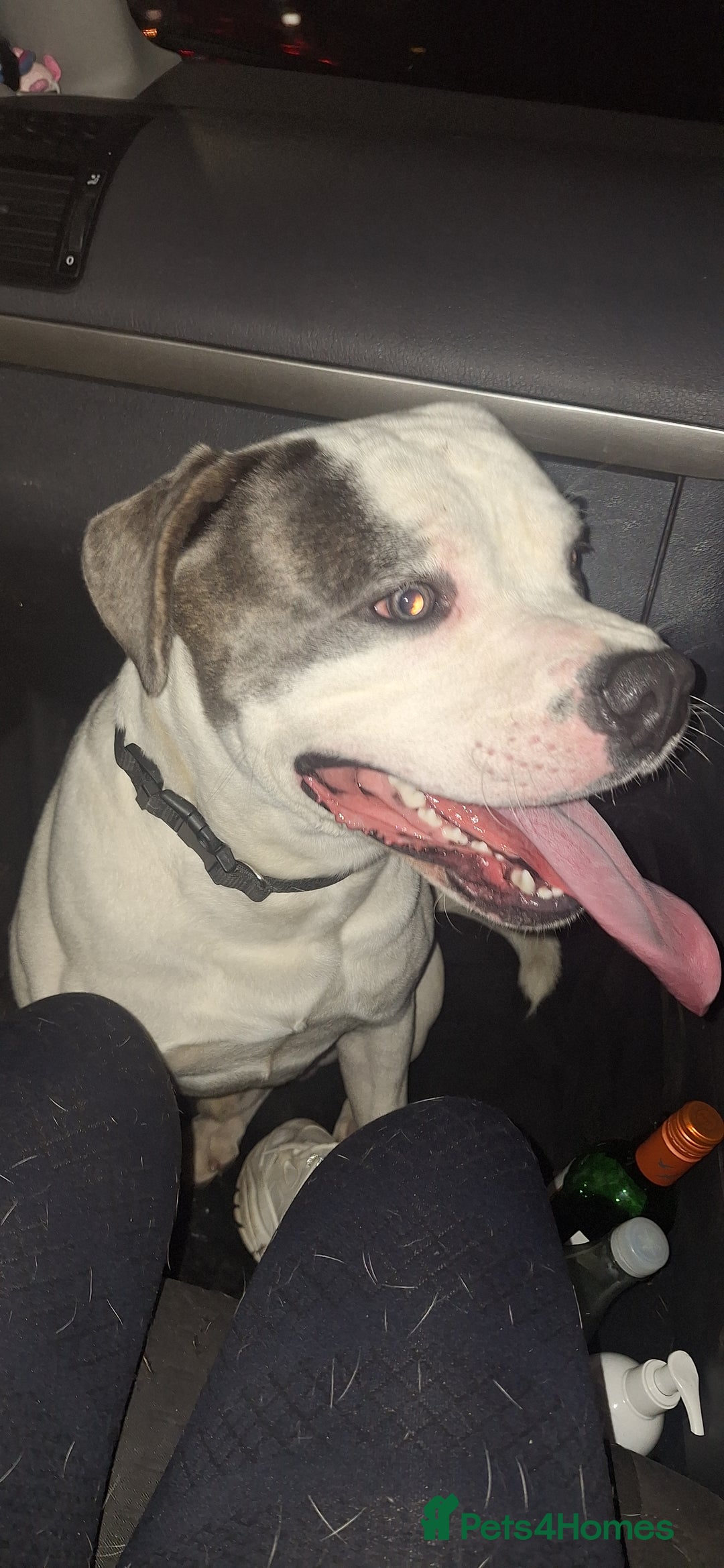 Mixed Breed dogs for sale: 1 year Old staffy×cane corso male  - Advert 2