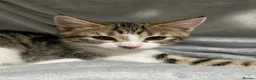 Maine Coon cats for sale: Main coon x mixed breed  - Advert 2