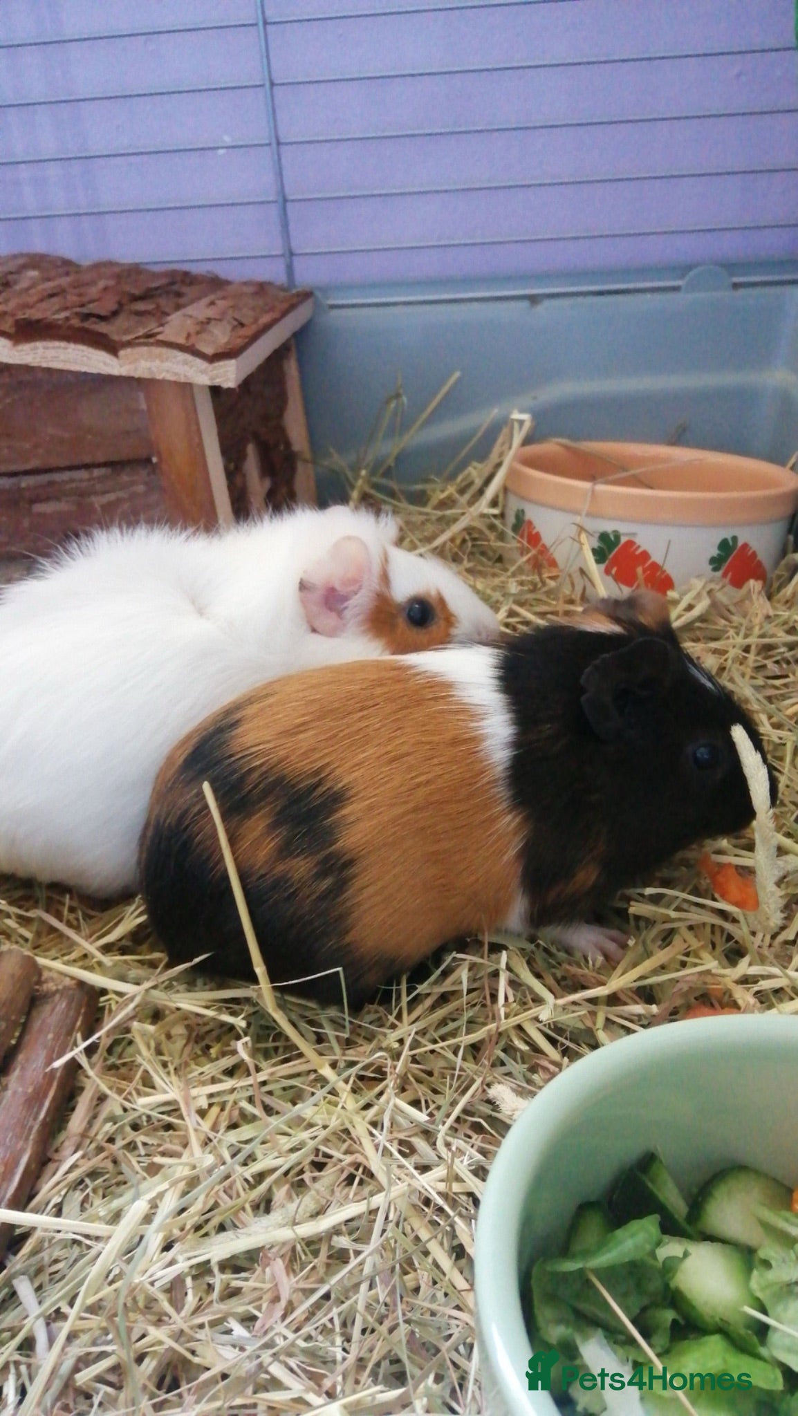 Guinea Pig rodents  Female paired Gunia pigs  - Advert 17