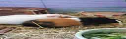 Guinea Pig rodents for sale:  Female paired Gunia pigs  in Templecombe - Advert 1